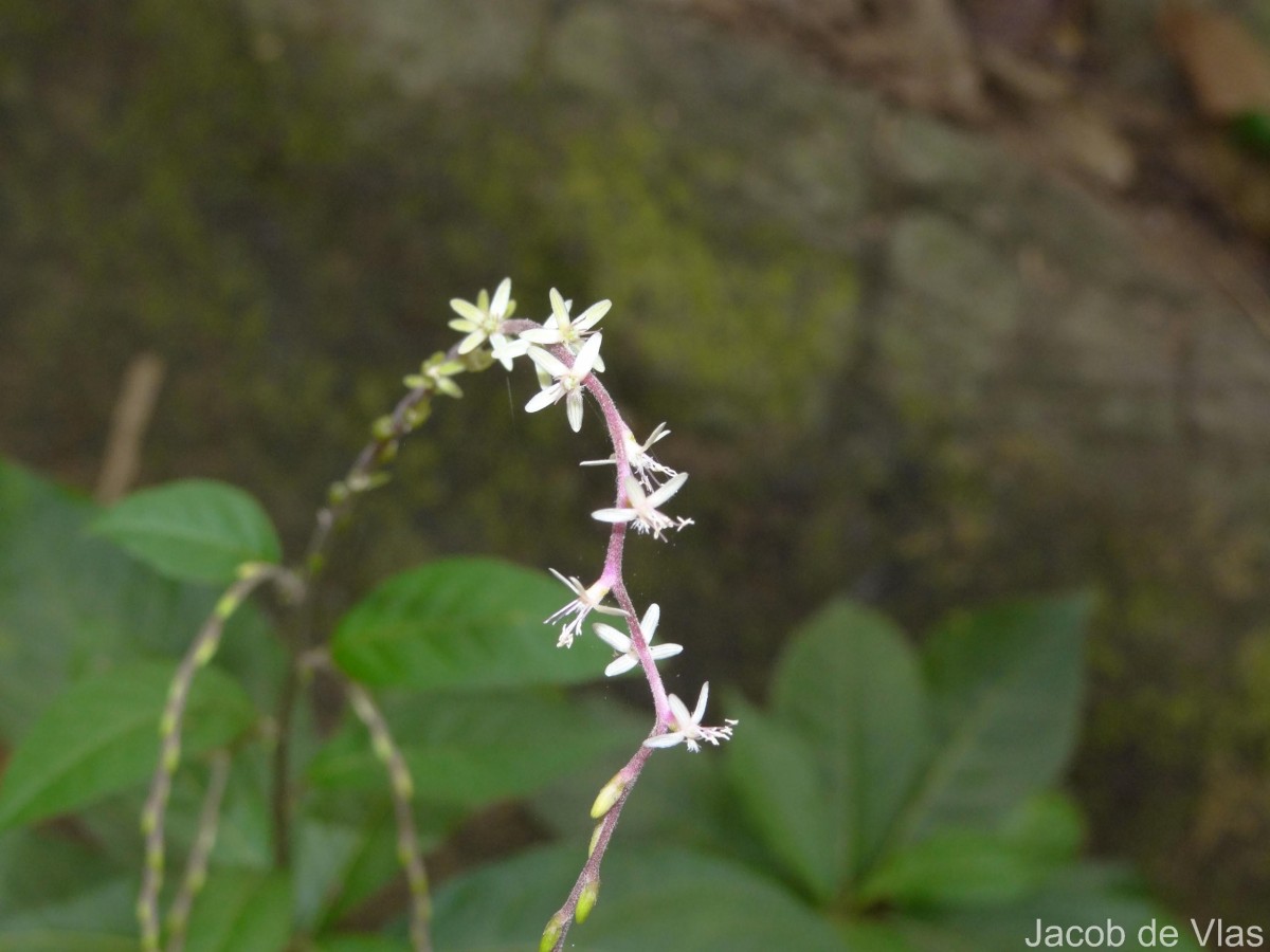 Petiveria alliacea L.